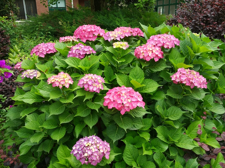 育才校园春花绽放.jpg
