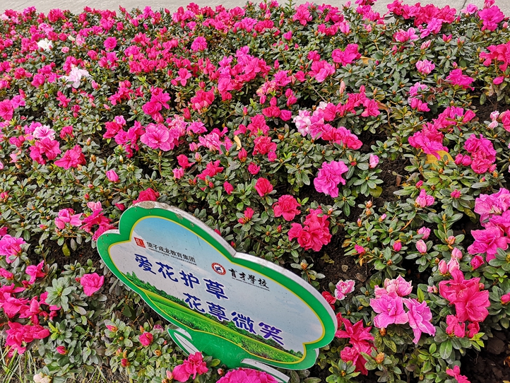 育才校园杜鹃花圃.jpg